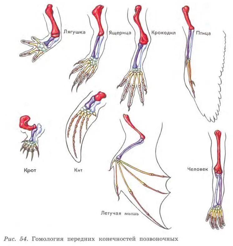 Передние конечности крота и ласты кита. Гомология конечностей позвоночных. Строение передних конечностей позвоночных. Рисунок гомология передних конечностей позвоночных. Сравнительно-анатомические доказательства эволюции.