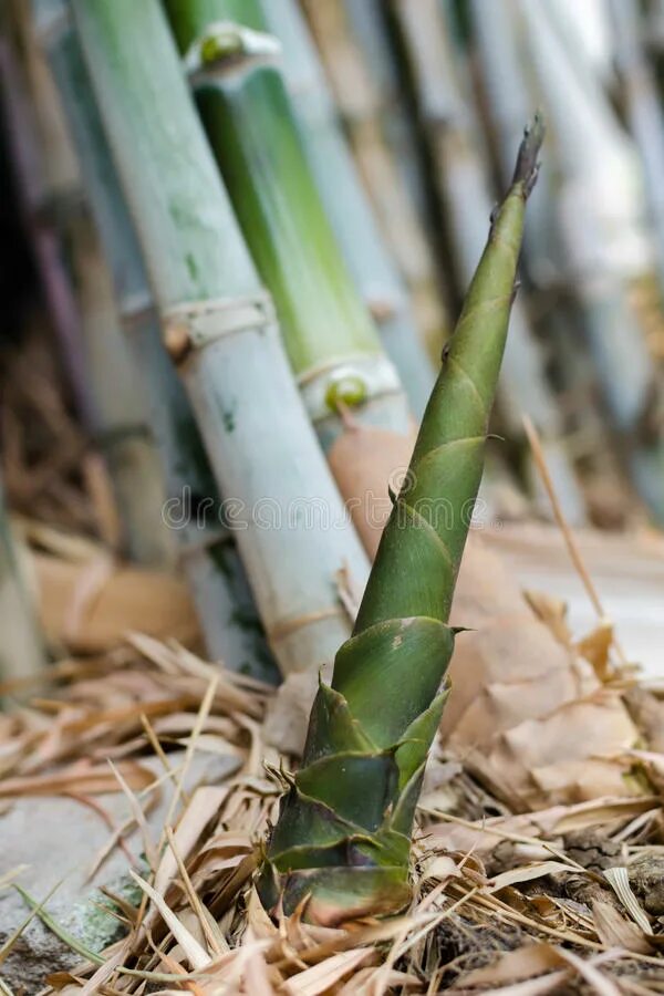 Бамбуковые ростки. Побеги бамбука на вкус. Bamboo shoot. Bamboo shoot. Bamboo shoots.