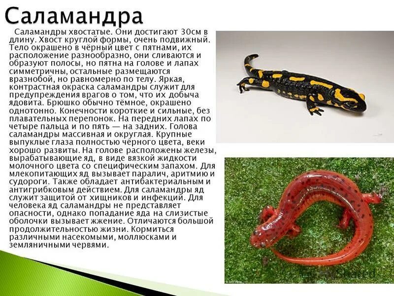Сообщение о саламандре. Краткое сообщение о саламандре. Саламандра пятнистая сообщение краткое. Сообщение о саламандре. Рассказ о саламандре.