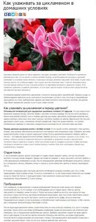 Цикламен уход после покупки