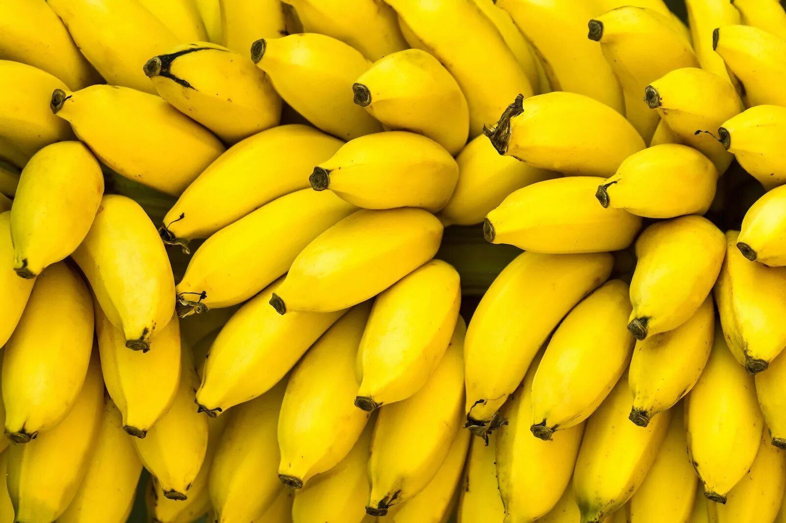 Платано бананы. Бананы фон. Банан фото. Куча бананов.