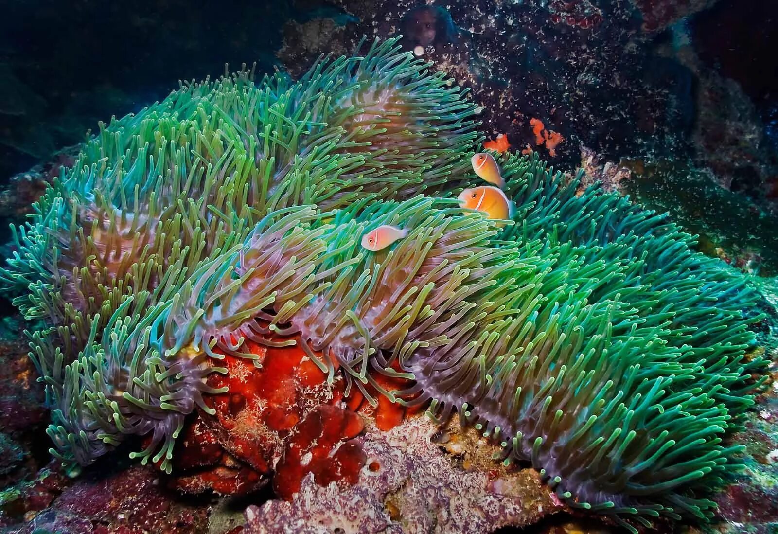 Водоросли на морском дне