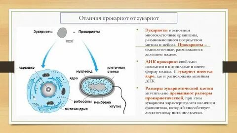 Основные признаки одноклеточных эукариот
