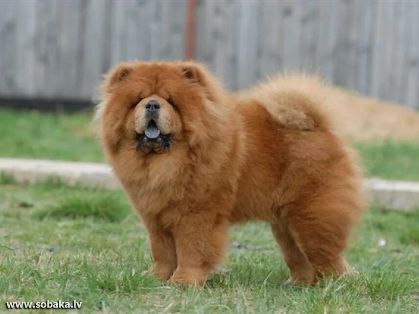 Чау-чау. Чао чао смуф щенки фото. Бона чау бона чау. Чау-чау щенки голубые. Стандарт чау-чау ркф.