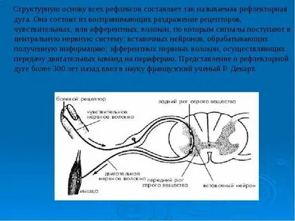 Из каких нейронов состоит дуга безусловного рефлекса