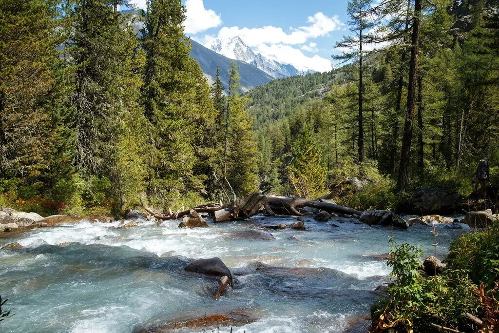 Восточно сибирская тайга. Кедровый лес. Кедровая падь владивосток заповедник. Секвойя аляска лес. Река кедра.
