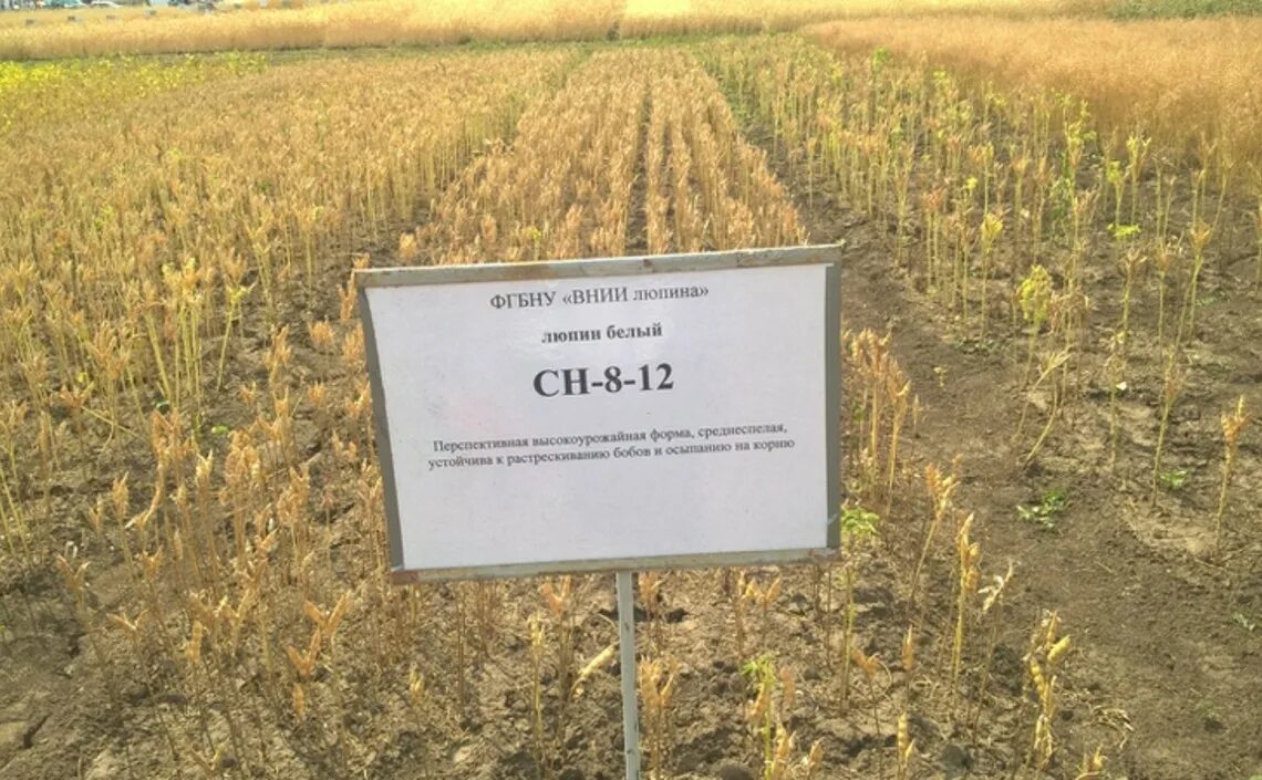 Соя сидерат. Agro сад. Внии люпина. Сорт картофеля вектор. Фат агро семеноводство.