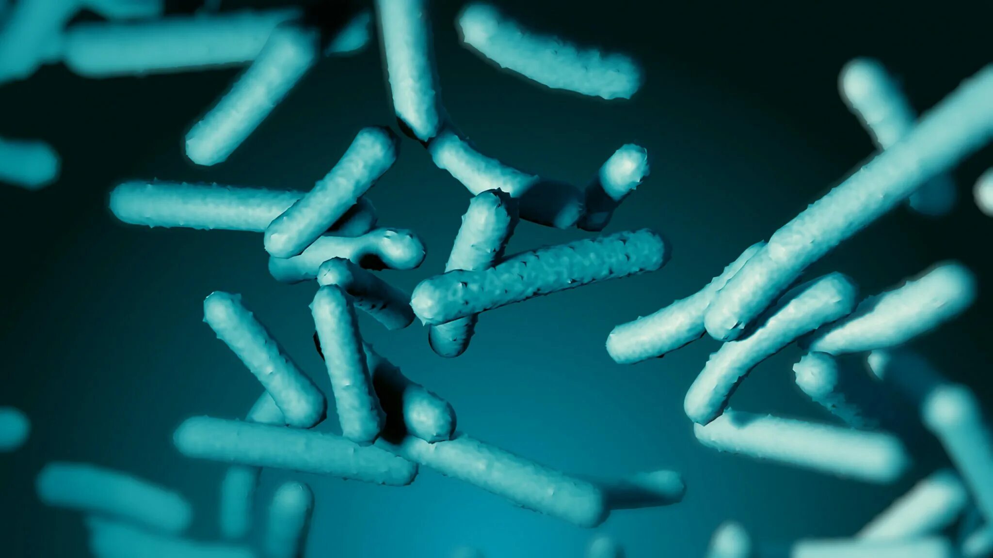 Пробиотик bifidobacterium