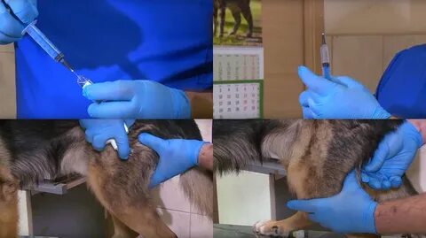 Зачем собакам колят