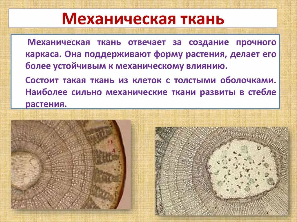 укажите механическую ткань. механическая ткань растений функции. элементы механической ткани. механическая ткань 6 класс. механическая ткань склереиды.
