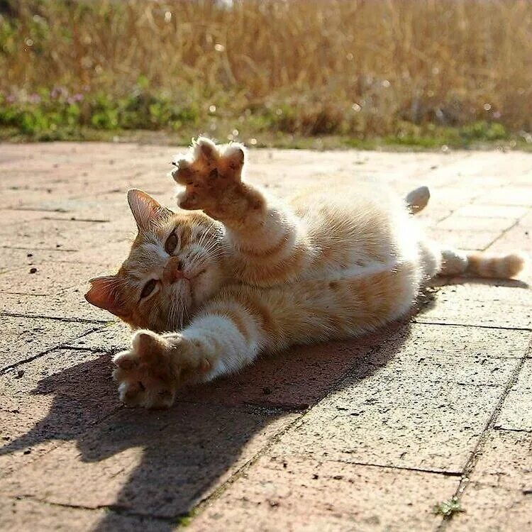 Светло светлый весело хорошо. Котёнок и солнышко. Кошка на солнышке. Кошка нежится на солнышке. Котик потягивается.