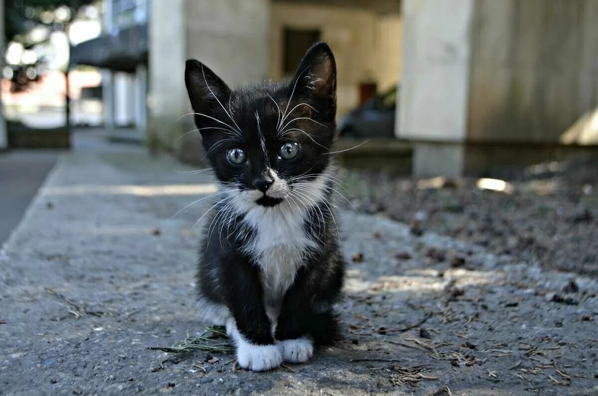 Котенок подобранный с улицы. Бездомные котята. Уличные котята. Котенок. Котенок на улице.