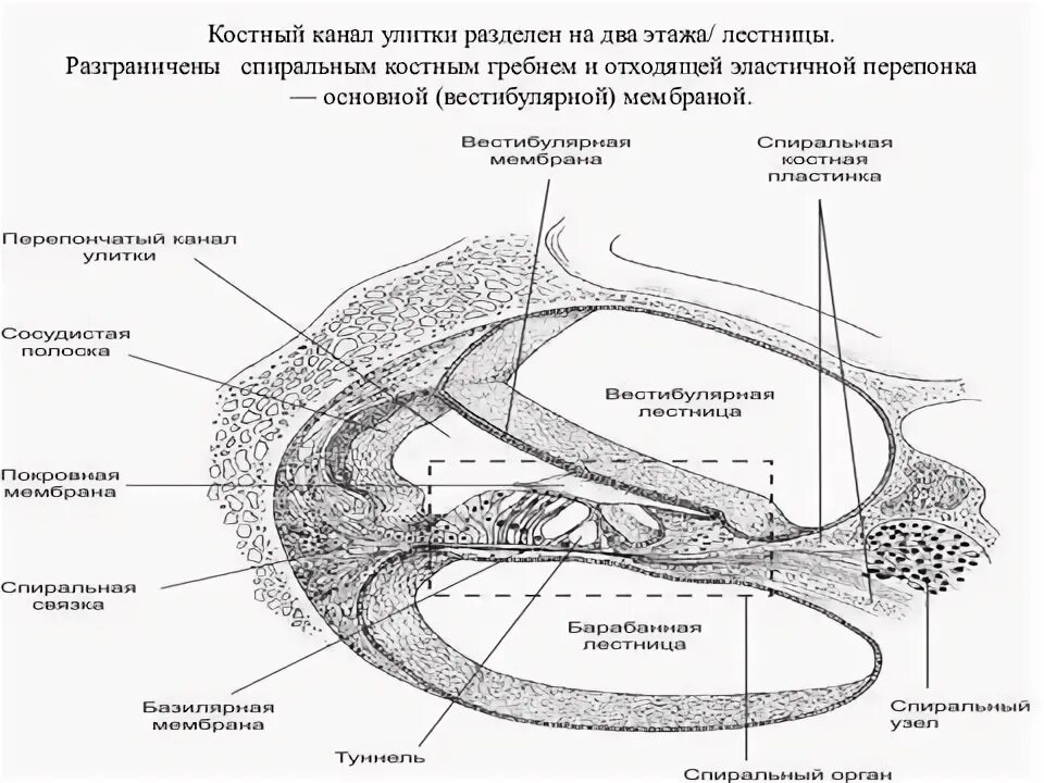 Костная спиральная пластинка. Улитковый проток. Костный спиральный канал. Улитковый канал.