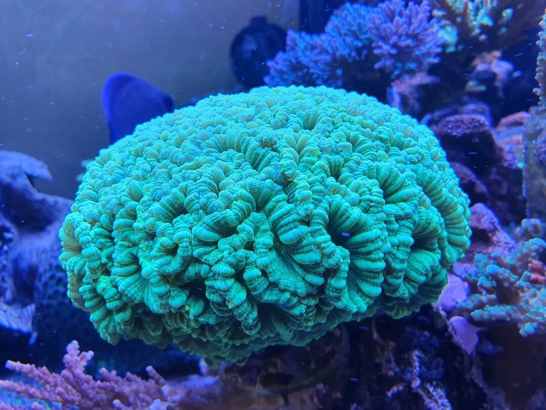 Тибетский морской цветок. Кауластрея Фурката. Кауластрея коралл. Коралл Кауластрея голубая. Кауластрея мятная коралл.