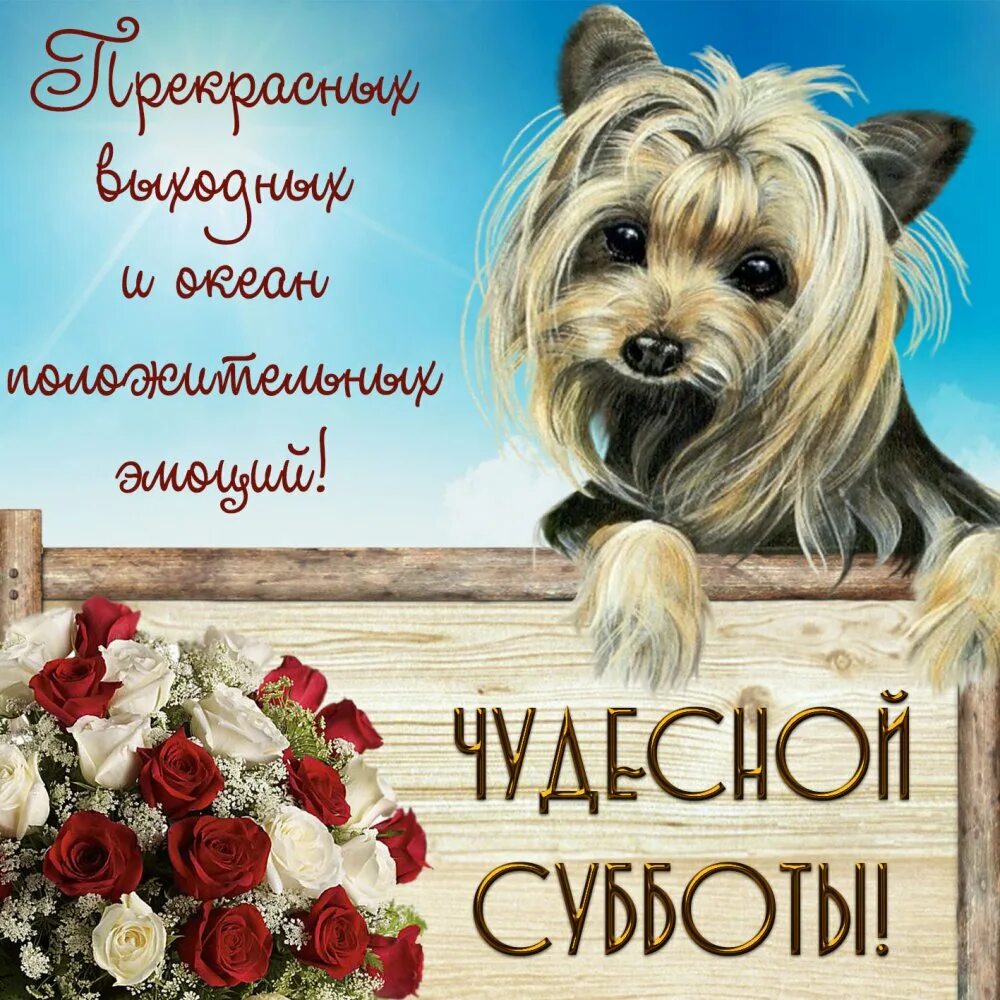 Доброе утро субботнее прикольные смешные. Пожелания на субботу. открытки с субботой. доброго субботнего дня. поздравления с субботой прикольные.