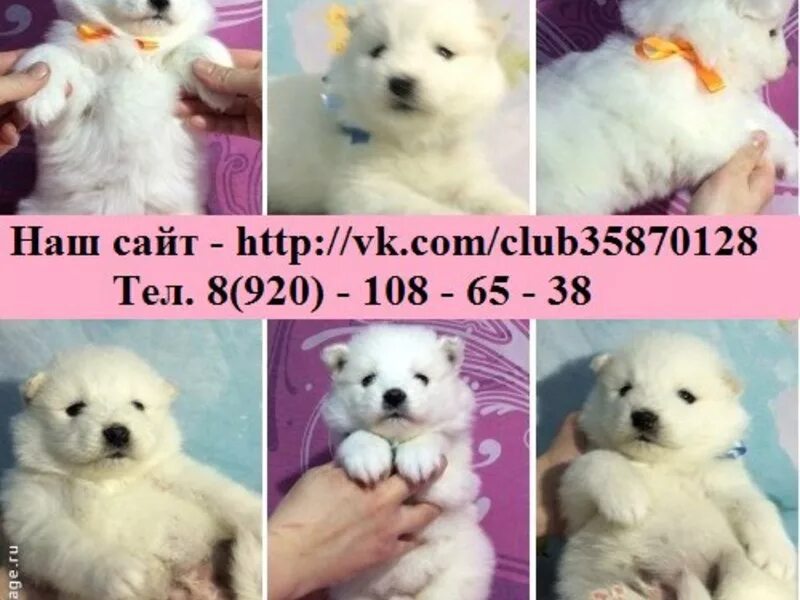 Лайки ми песня. Сам ты лайка я хаски. Лайки ми песня. В. Восточно сибирская лайка.