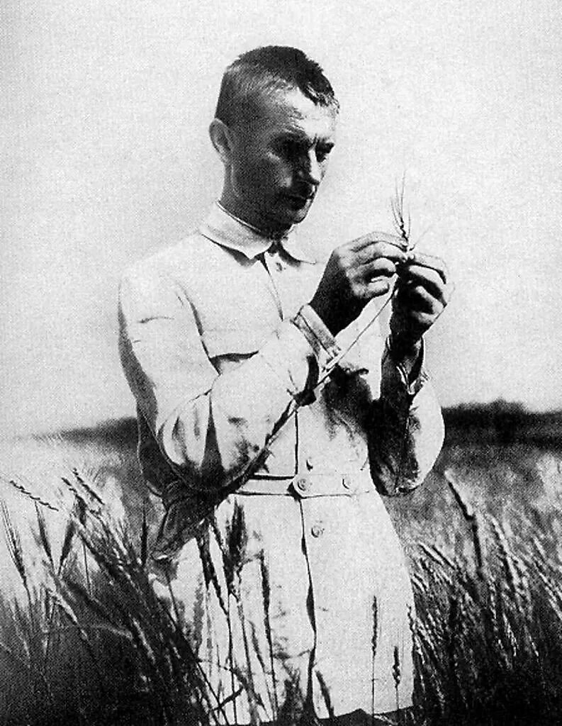 Эксперименты лысенко. Трофима денисовича лысенко.