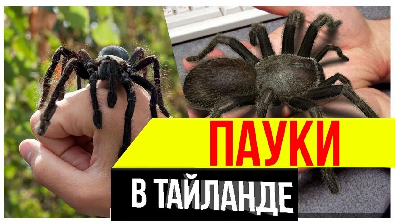 Пауки в Тайланде