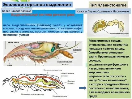 Органы выделения насекомых мальпигиевы сосуды