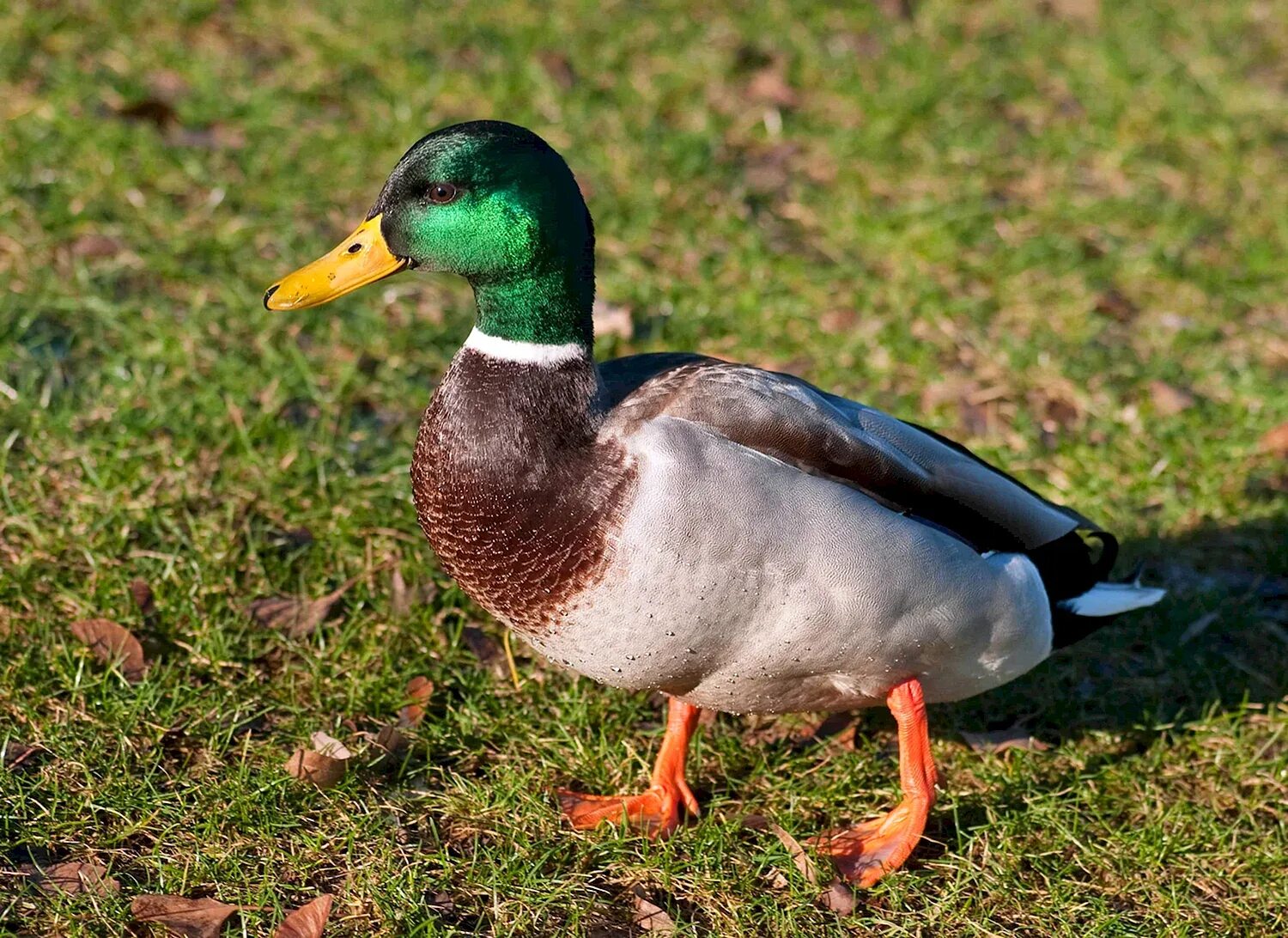 Good duck. Породы уток кряква. Утка кряква селезень. Селезень и утка селезень. Селезень аргентинской утки.