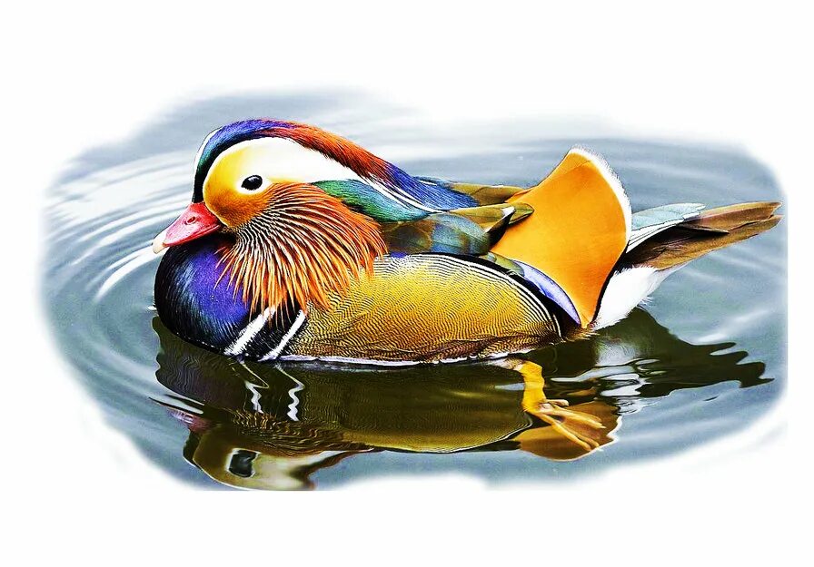 Утка мандаринка арт. Утка мандаринка. Майолика утка мандаринка. Утка мандаринка рисунок. Утка мандаринка самец.