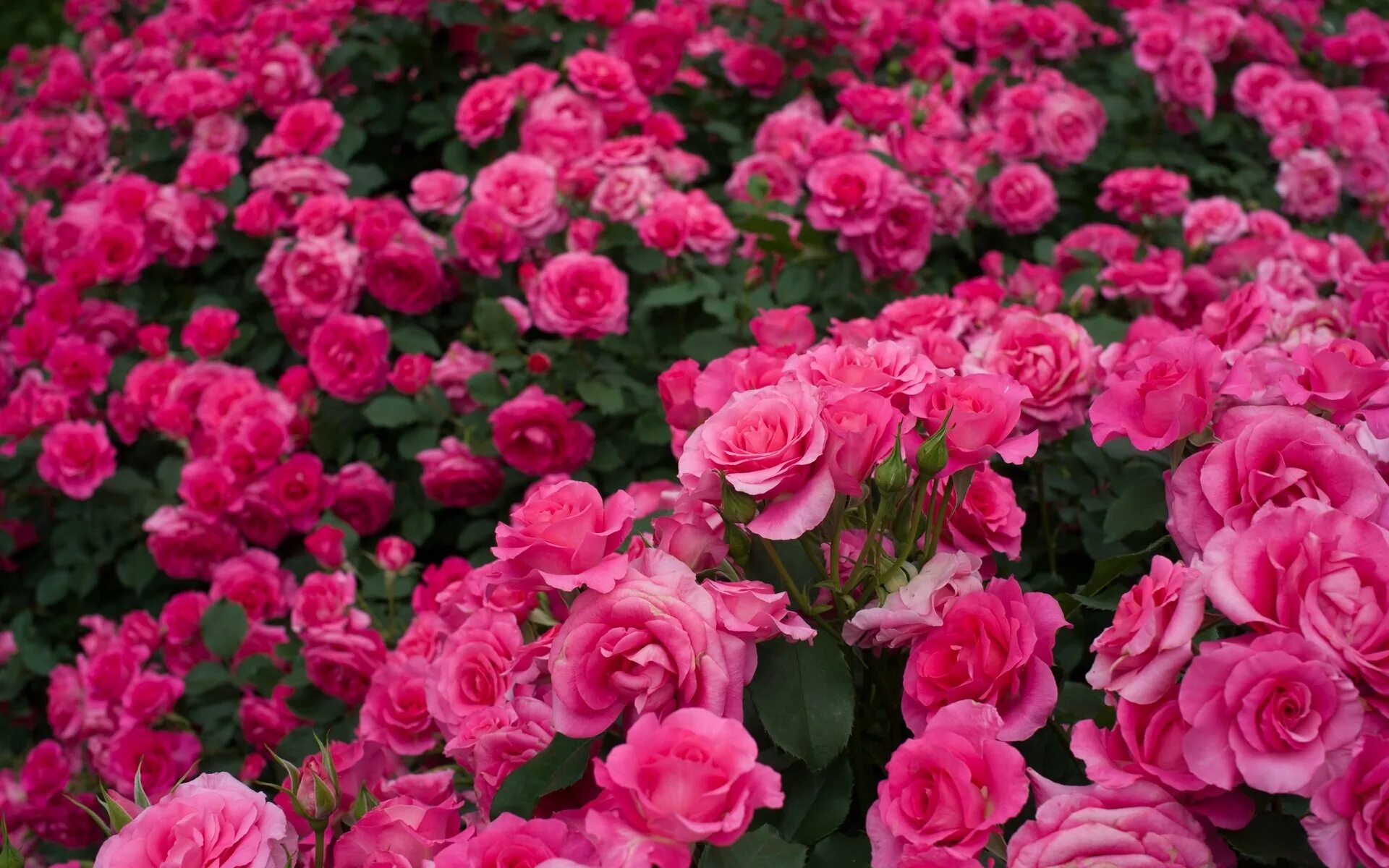 Розы красивые кусты роз