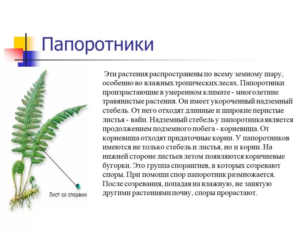 Плауны хвощи папоротники 6 класс биология. Доклад-плауны хвощи папоротники 6 класс биология. Папоротниковидные высшие споровые растения папоротники. Представители высших споровых растений Папоротниковидные.