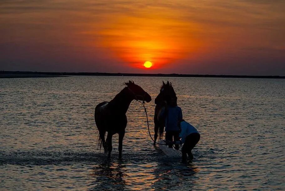 Лошадь море закат. Лошади и море. лошади на закате. лошадь на берегу моря. лошадь на море закат.