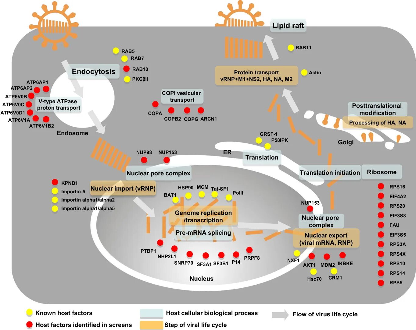 Жизненный цикл вируса virus Life Cycle. Схема жизненного цикла вируса гриппа. Схема репликации вируса гриппа. Схема репродукции вируса гриппа.