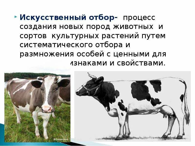 Процесс искусственного отбора. Искусственный отбор. искусственный отбор животных. искусственный отбор процесс создания новых пород животных и сортов. создание новых пород животных процесс.