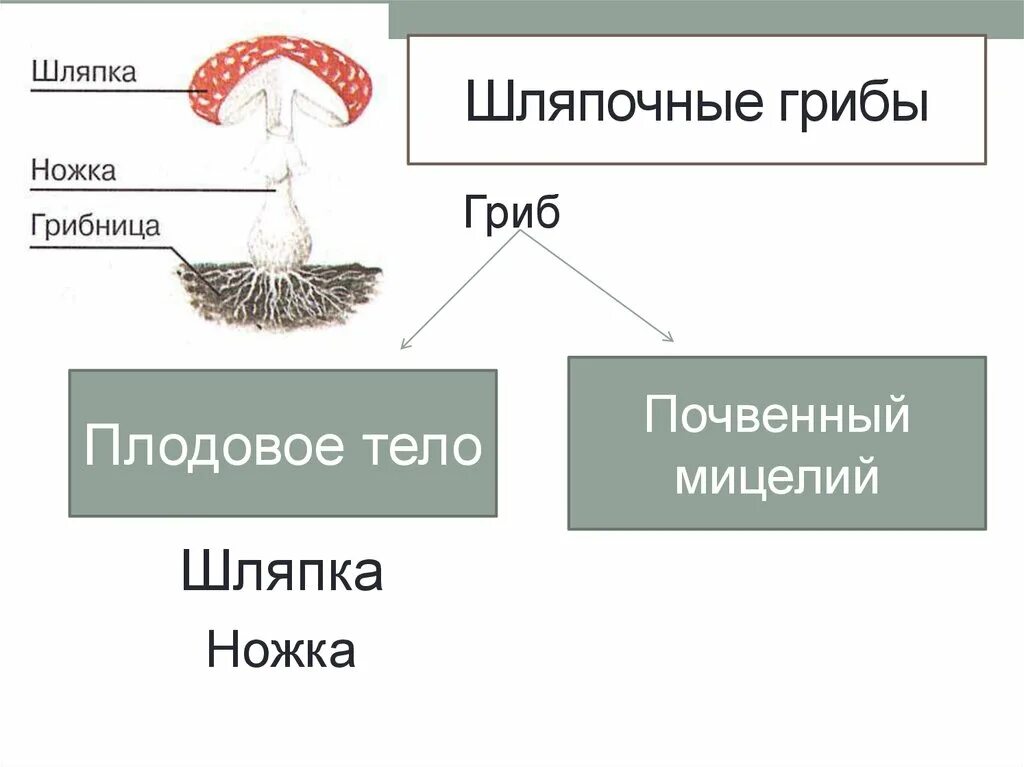 Мицелий шляпочных грибов. Мицелий шляпочного гриба. Строение шляпочных грибов. Плодовое тело шляпочного гриба. Строение шляпочного гриба.