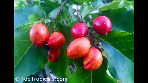 Butter fruit