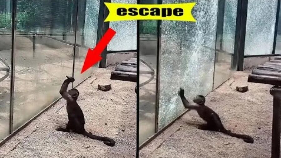 Сбежать от зверя прощение читать
