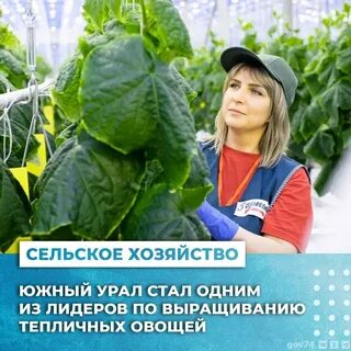 Овощевод