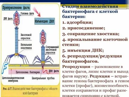 Бактерия и бактериофаг тип отношений