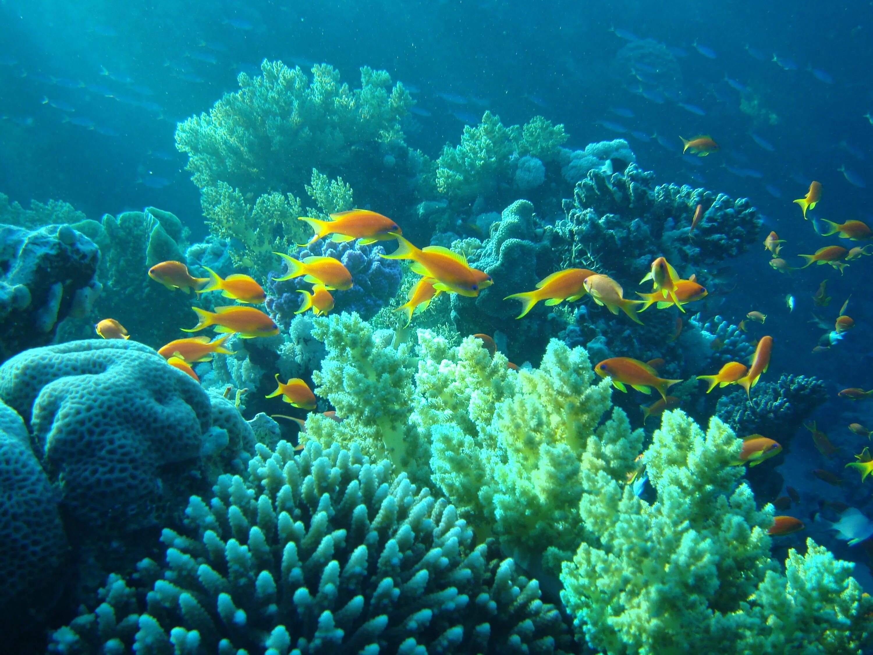 Релакс рыбки. Живой риф красное море. Коралловые рифы красного моря. Аравийское море подводный мир. Коралловый риф Бора Бора.