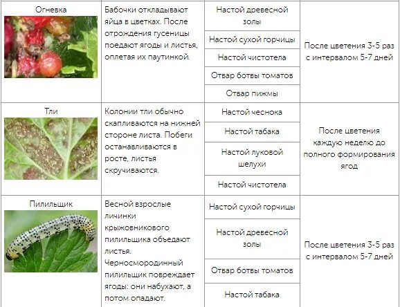 Чем обработать крыжовник от мучнистой росы. Обработка крыжовника от мучнистой росы. Болезни смородины мучнистая роса. Таблица болезнь крыжовник. Болезни кустарников крыжовника и смородины.