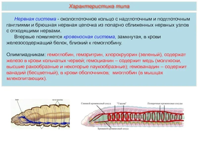 Развитие систем органов у червей. Нервная система кольчатых червей 7 класс. Система органов кольчатых червей 7 класс. Строение систем органов кольчатых червей 7 класс биология. Дыхательная система кольчатых червей 7 класс.