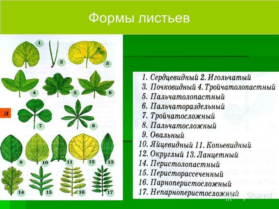 5 видов листьев. Типы листьев 6 класс биология. форма листа. формы листа растений. разнообразие форм листьев.