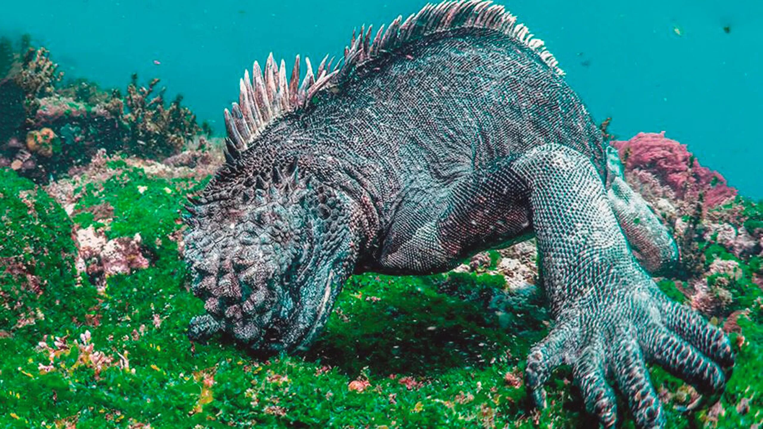 Галапагосские острова игуаны. Подводная игуана. Ящерица под водой. Игуана водная галапагосская. Ящерицы под водой.