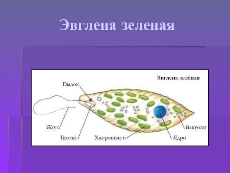 Структура организма эвглены зеленой. Строение организма эвглены зеленой. Эвглена зеленая строение мембрана. Органеллы питания эвглены зеленой.