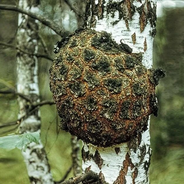 утолщение на стволе дерева