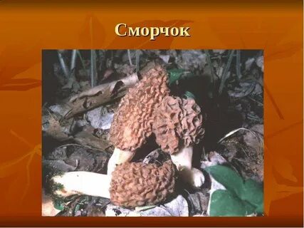 Заходер сморчки