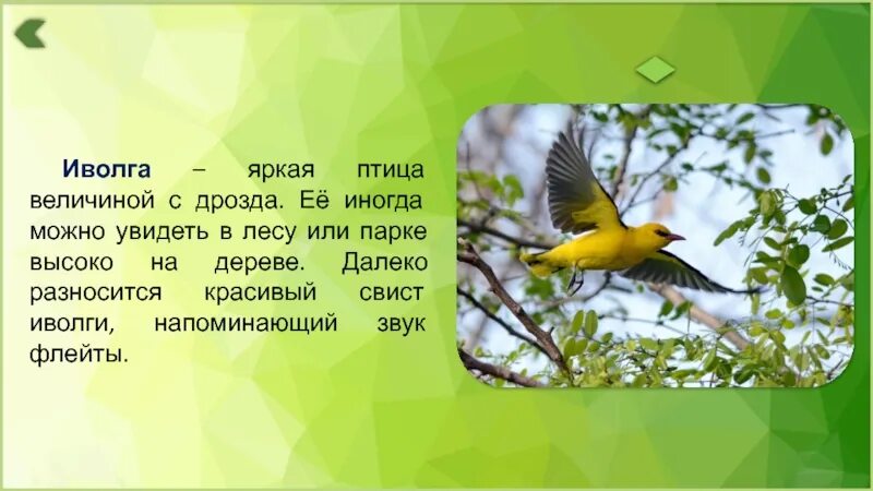 Экология птиц. Иволга презентация. Сообщение о птице Иволга. Проект по экологии птицы.