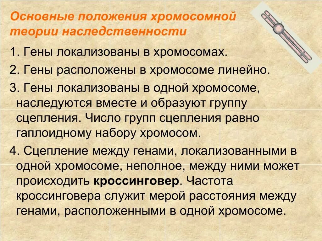 Положениями хромосомной теории наследственности является. Основные положения хромосомной теории наследственности. 30. Основные положения хромосомной теории наследственности. Хромосомная теория наследственности 4 положения. Назовите основные положения хромосомной теории наследования.