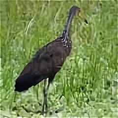Пастушковый журавль 5. Арама пастушковый журавль. пастушковая журавушка. пастушковый журавль 5 букв. журавль арама фото.