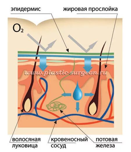 Резорбционная функция кожи. Экскреторная функция кожи. Выделительная функция кожи. Функции кожиэкспреторная.