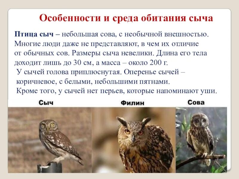Прочитайте текст и выполните задание кактусовый сыч. Сова, филин, сыч различия. лунь филин сова сыч. чем отличается филин от совы. чем отличается сова от филина.