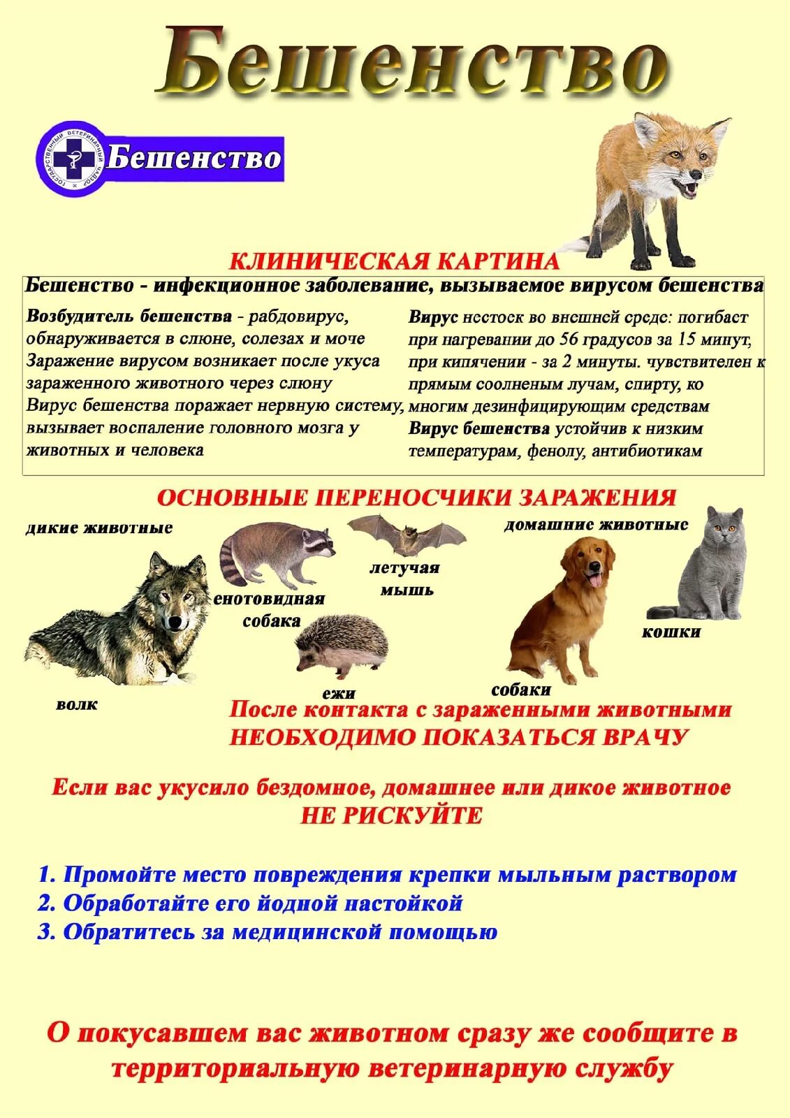 Собаки переносчики бешенства. Периоды болезни бешенства у животных. Вирус бешенства патогенез схема. Болезни переносимые собаками. Профилактика бешенства памятка.