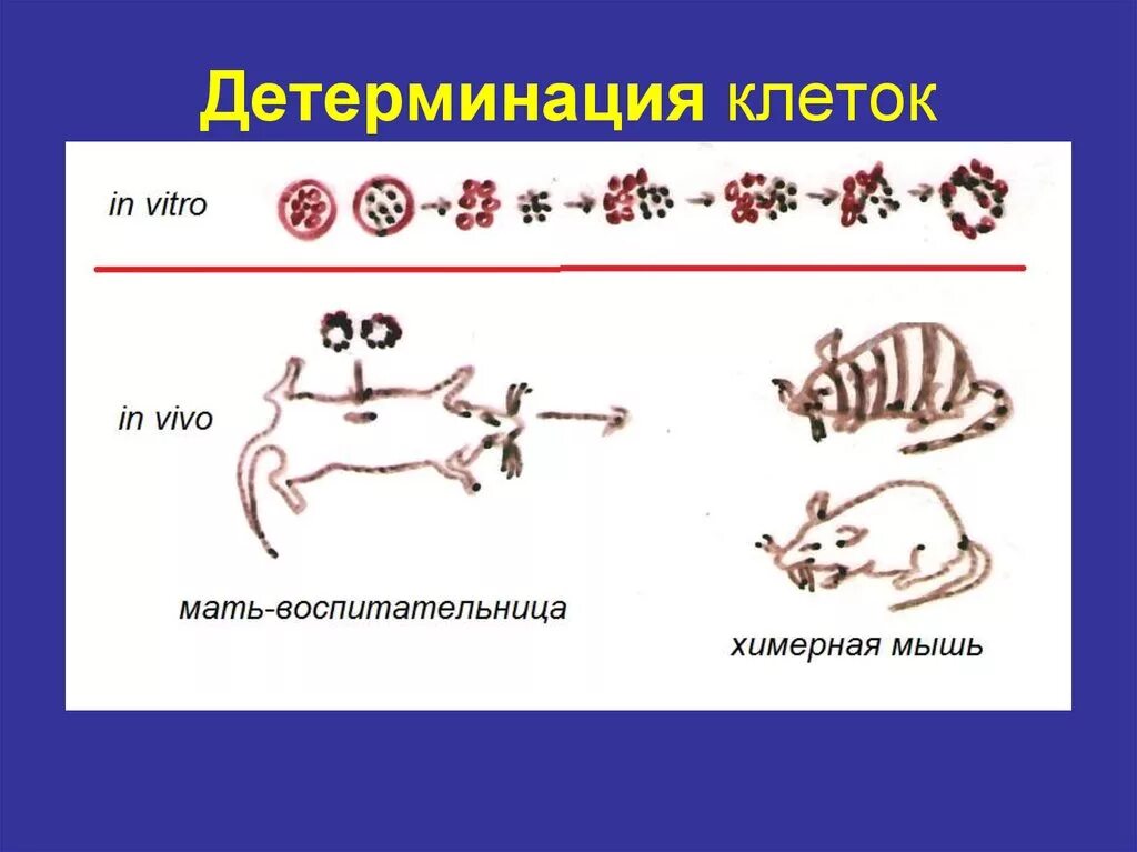 Схема детерминации в биологии. Детерминация эмбриогенез. Детерминация клеток примеры. Детерминация клеток